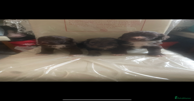 Cockapoo dogs - Advert 8