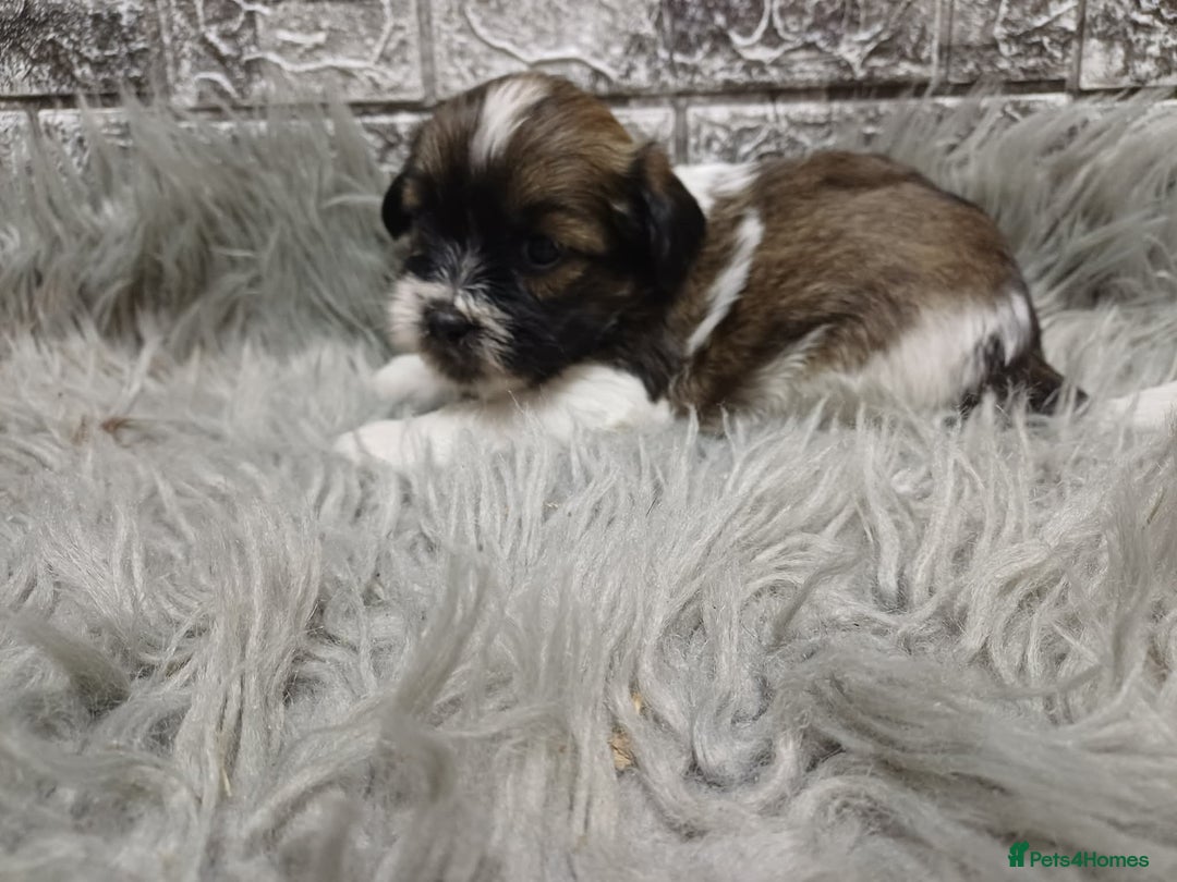 Mixed Breed dogs for sale: Lhasa apso/ shihtzu pups - Advert 4