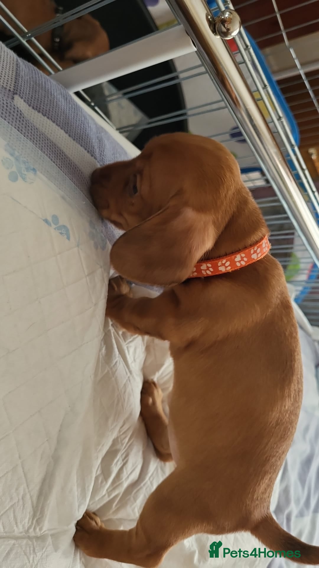 Dachshund dogs for sale: Smooth Haired Dachshund puppies - Advert 27