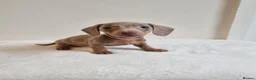 Miniature Dachshund dogs for sale: Beautiful Miniature Dachshund Puppies  - Advert 9