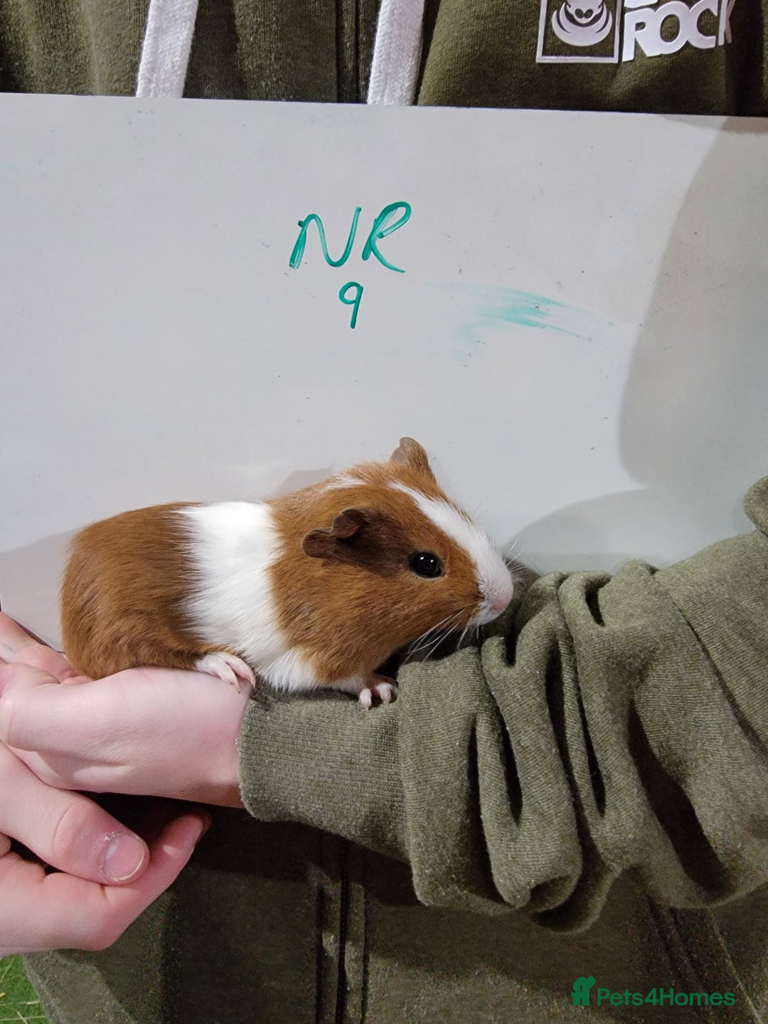 Guinea Pig rodents for sale: Male guinea pigs - Advert 9