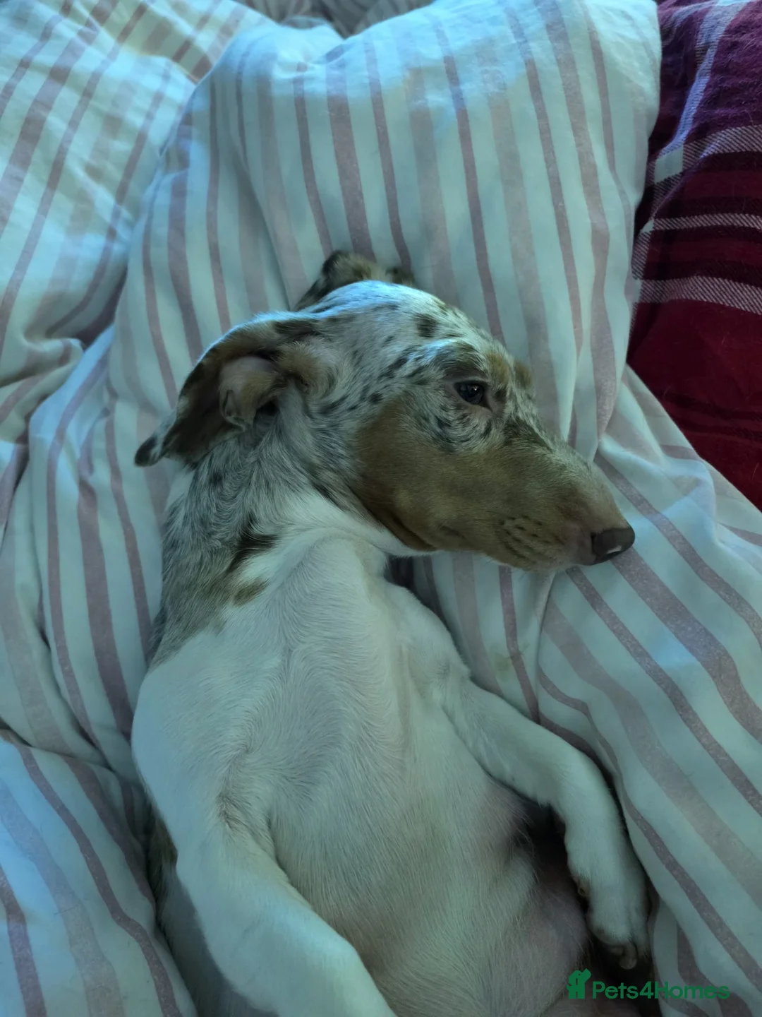 Miniature Dachshund dogs for sale: Beautiful miniature dachshund - Advert 2