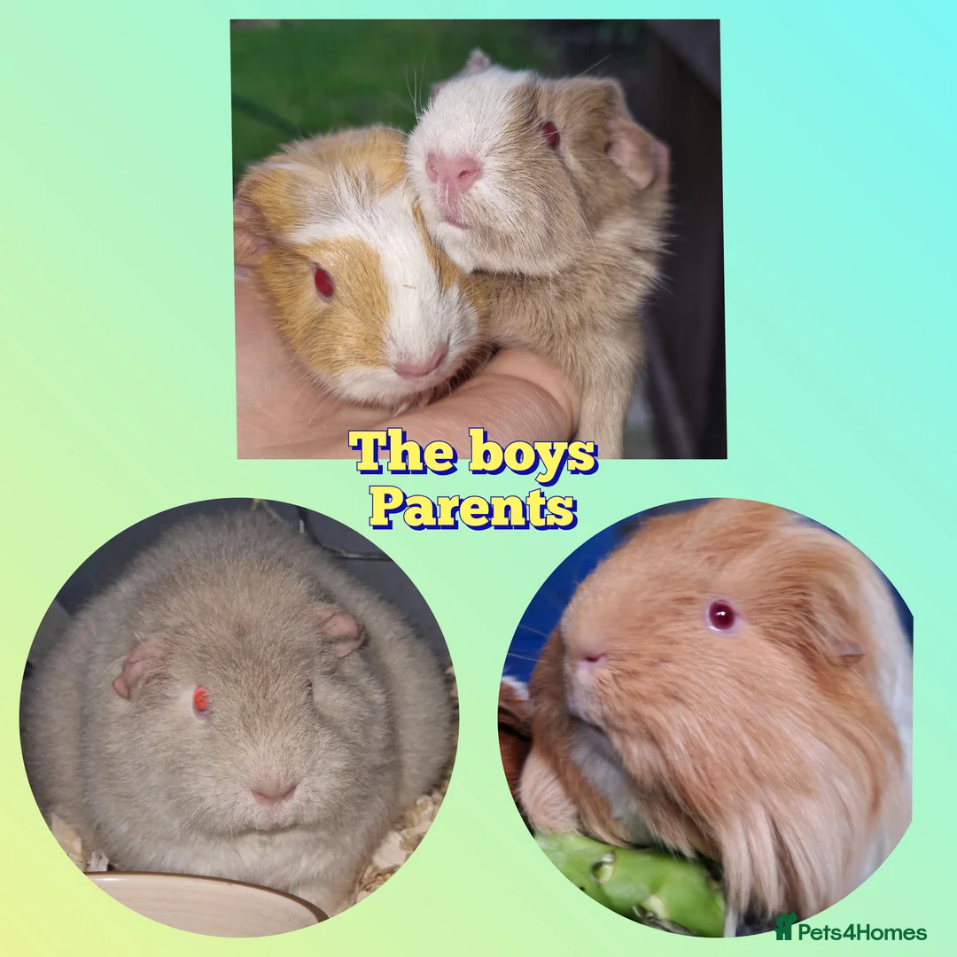 Guinea Pig rodents for sale: Two bond boys will be ready on 6th march 26  - Advert 5