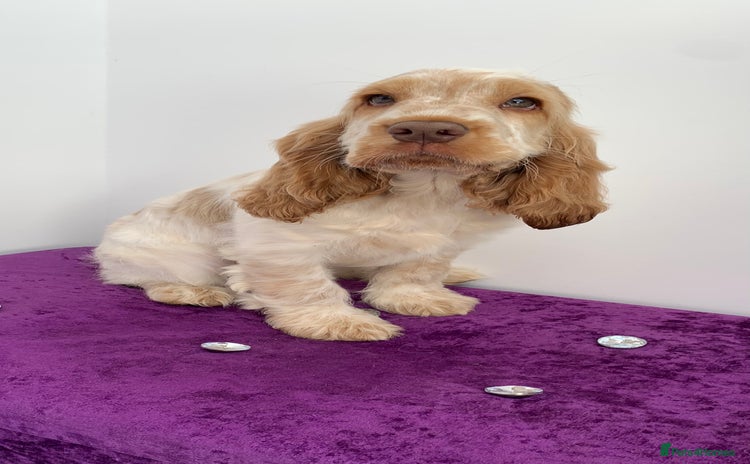 Cocker Spaniel dogs - Advert 1