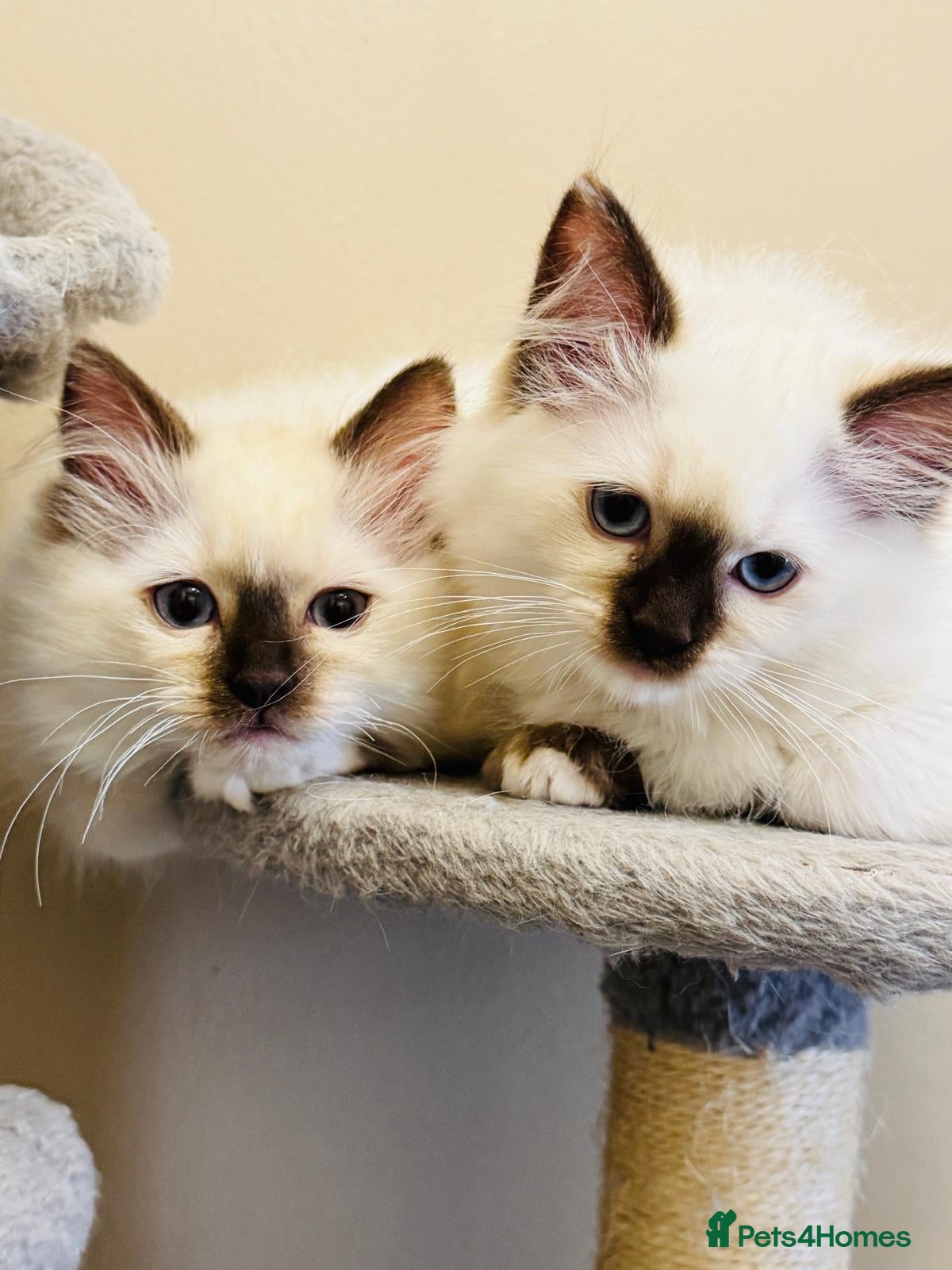 Ragdoll cats Ragdoll kittens  - Advert 1