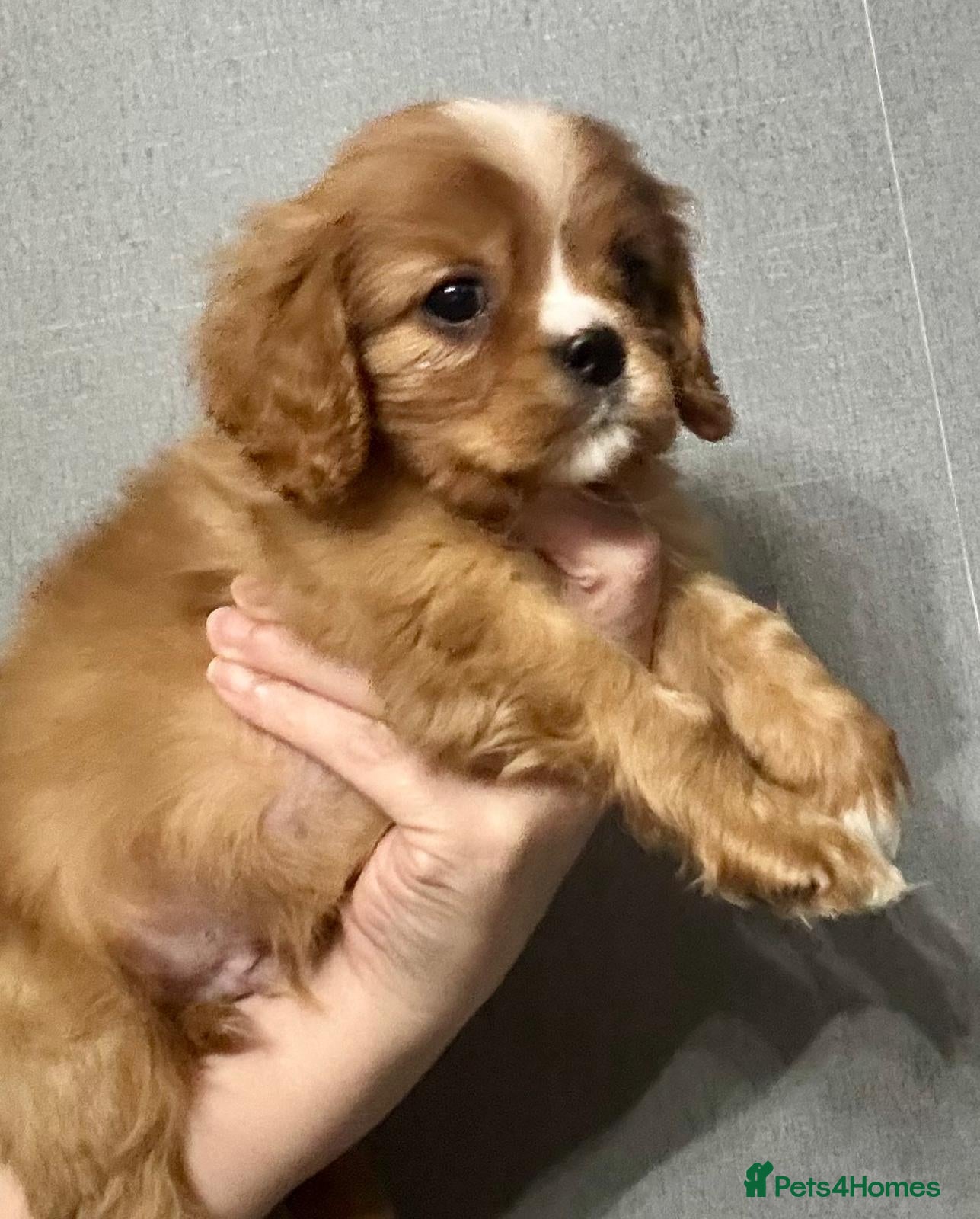 Cavalier King Charles Spaniel dogs Ready now Cavalier King Charles puppies - Advert 10