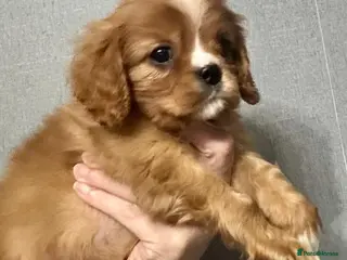 Cavalier King Charles Spaniel dogs Ready now Cavalier King Charles puppies - Advert 2