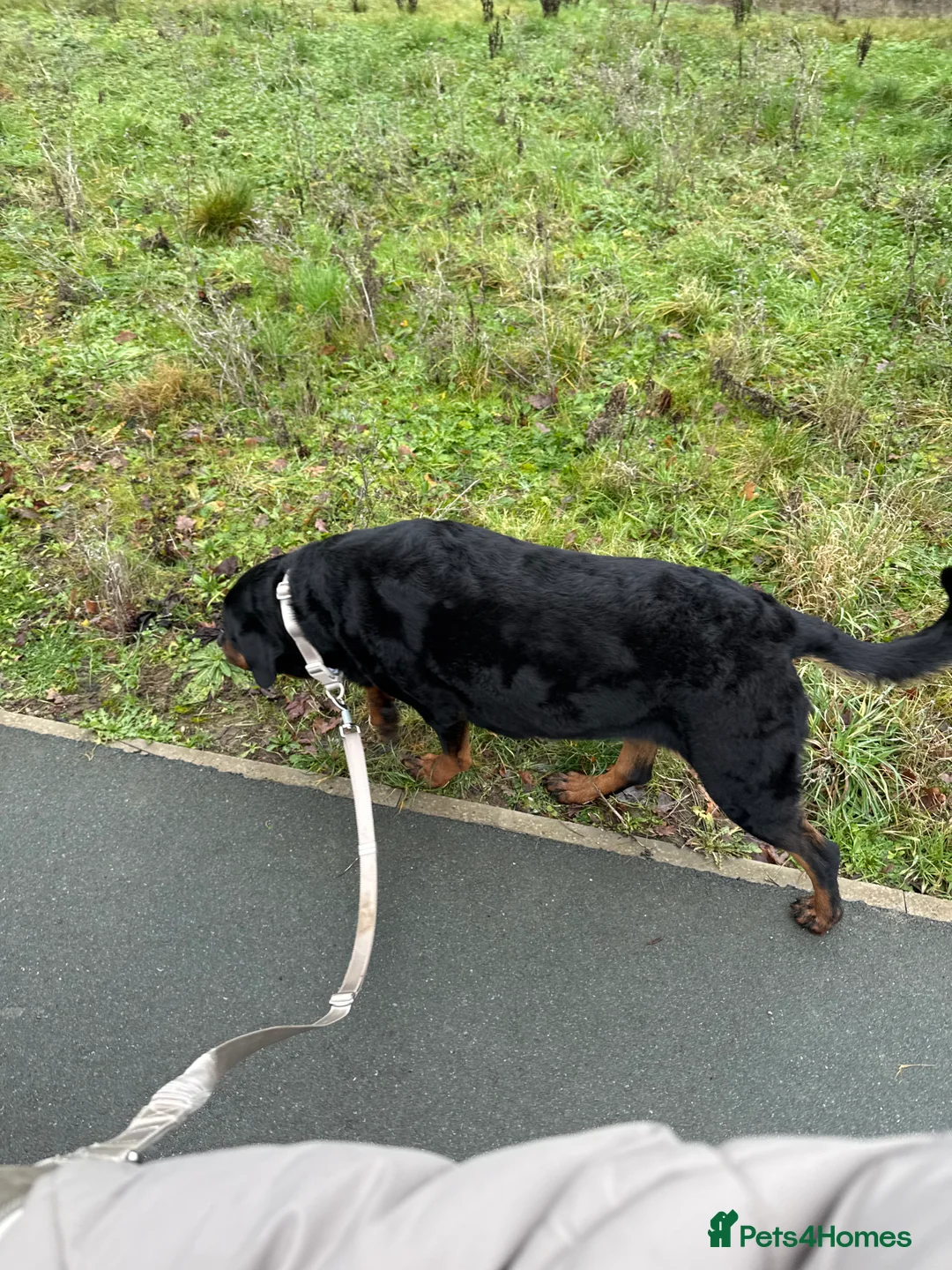 Rottweiler dogs for sale: Rottweiler  - Advert 2