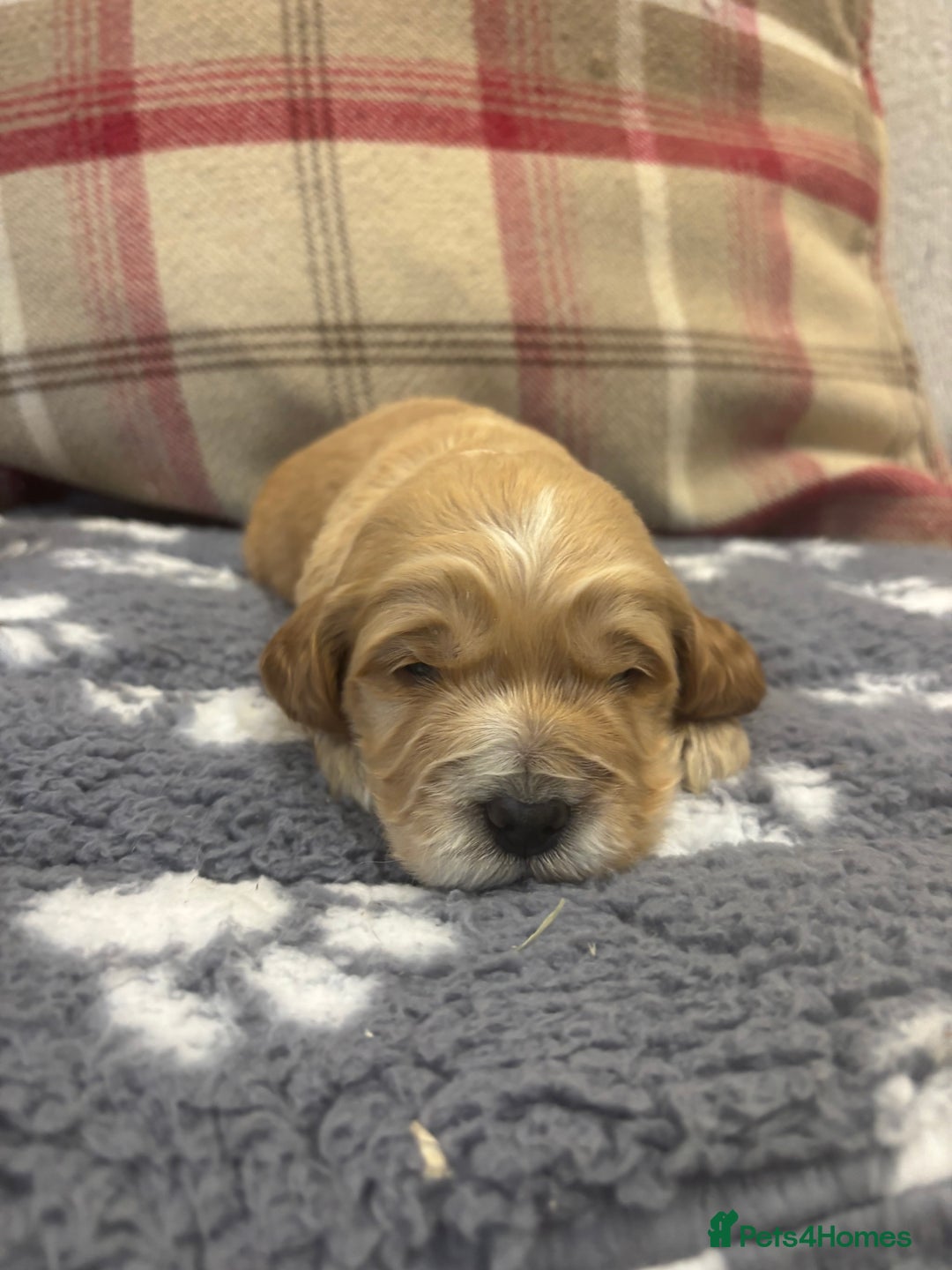 Cockapoo dogs for sale: Stunning F1 Cockapoos - Show H/Tested KC Parents!! - Advert 20