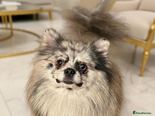 Pomeranian dogs Merle Pomeranian sisters 💖💖 - Advert 5