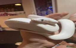 Lizard reptiles for sale: BEL & BD - Image 1