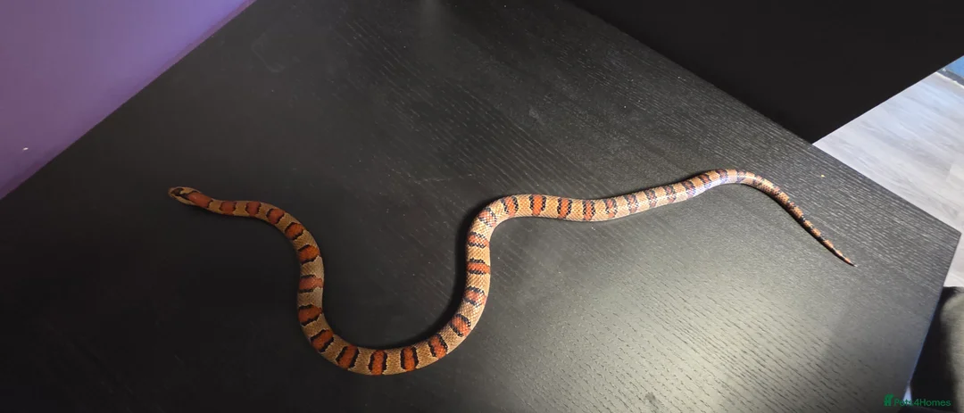 King Snake reptiles for sale: Leonis kingsnake about 2 years old - Advert 2