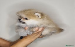 Pomeranian dogs for sale: CHAMPION BLOODLINE 3 female 1 male - Image 34