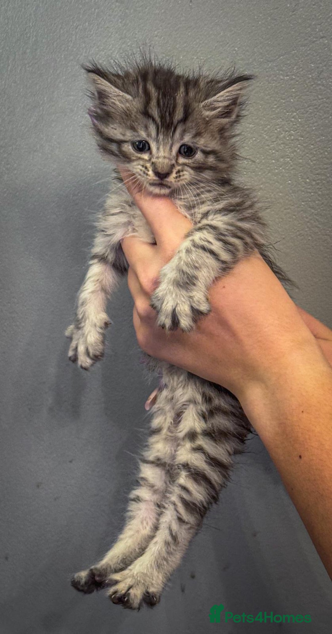 Maine Coon cats for sale: Full breed Mainecoon kittens ready 29th September  - Image 8