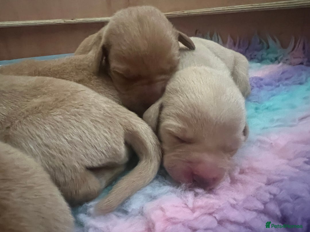 Labrador Retriever dogs for sale: 2 Labrador Retrievers girls left  - Advert 10