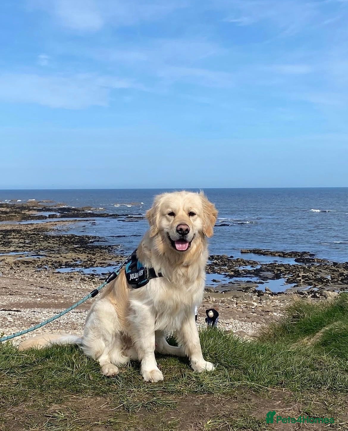 Golden Retriever dogs 4 year old male golden retriever for rehoming - Advert 9