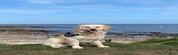 Golden Retriever dogs for sale: 4 year old male golden retriever for rehoming - Advert 1