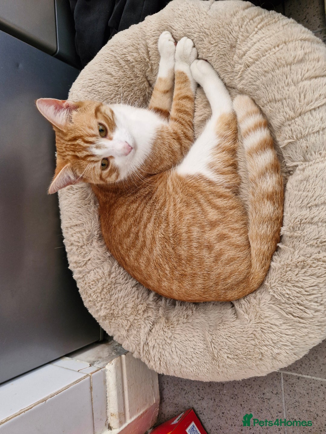 Mixed Breed cats for sale: Ginger adult male  - Advert 6