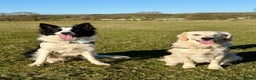 Border Collie dogs for sale: Looking for forever home for my boy - Advert 2