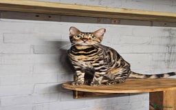 Bengal cats for sale:  💙 2 Tica Male Bengals.💙 £500  - Image 11