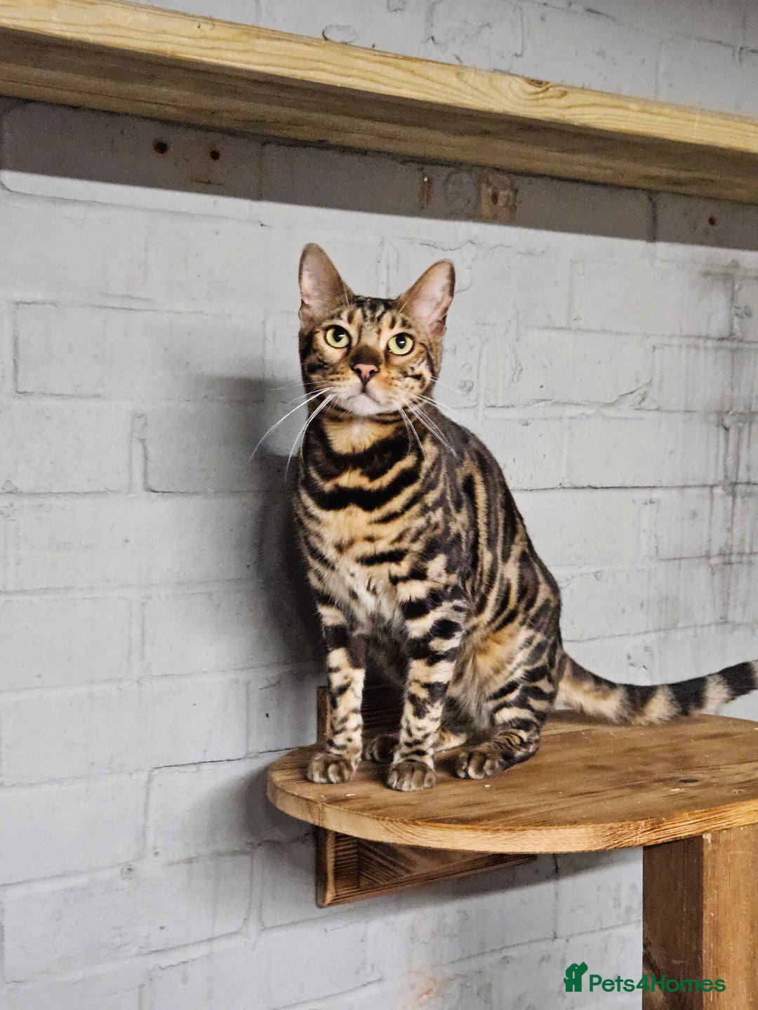 Bengal cats for sale:  💙 2 Tica Male Bengals.💙 £500  - Image 11