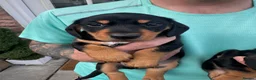 Miniature Dachshund dogs for sale: Ready now-1 KC registered miniature dachshund boy - Advert 16