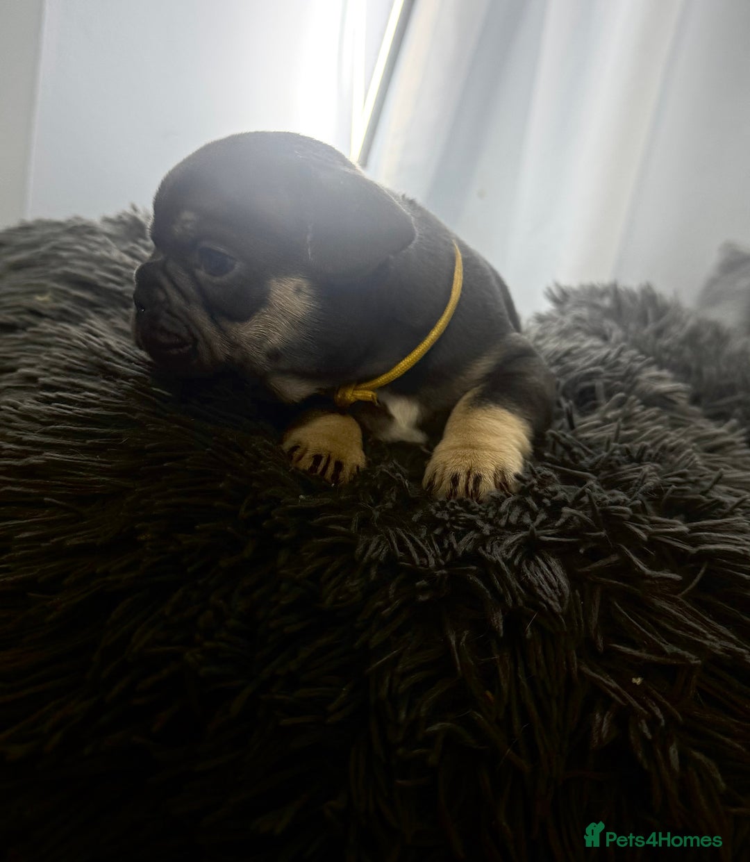 French Bulldog dogs for sale: KC Fluffy Carriers Isabella French Bulldogs puppy - Image 15
