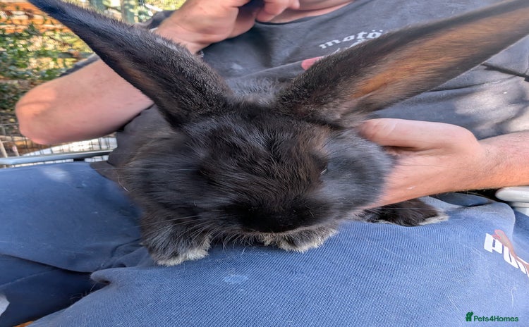 Continental Giant rabbits - Advert 2