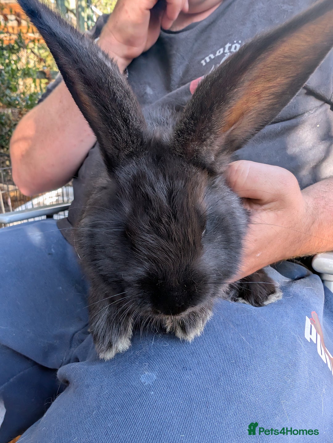 Continental Giant rabbits for sale: Beautiful continental giants  - Image 1