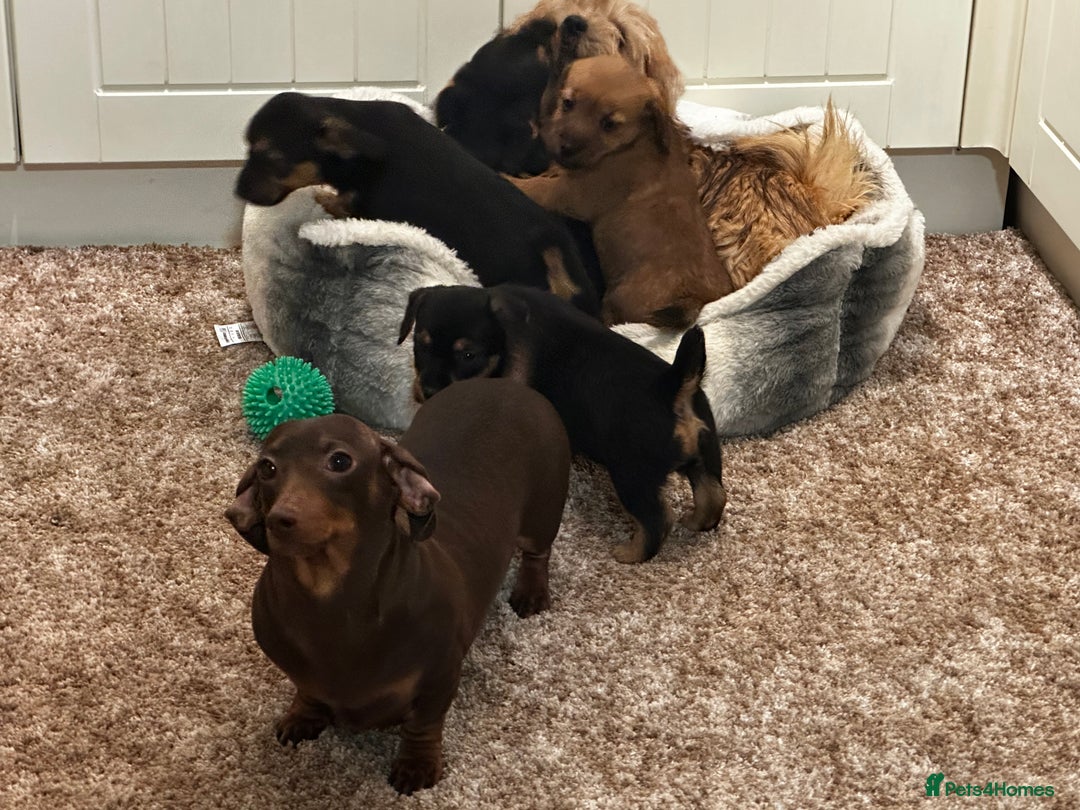 Mixed Breed dogs for sale: Stunning Norfolk terrier x miniature dachshund  - Advert 5