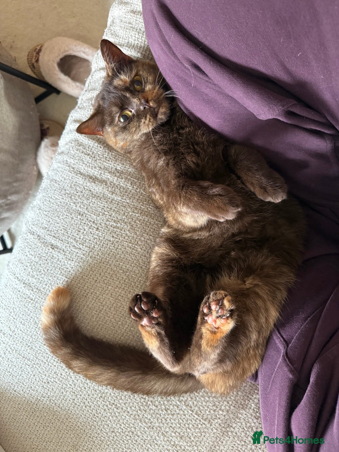 British Shorthair cats for sale: Beautiful chocolate tortie British shorthair girl  - Advert 2