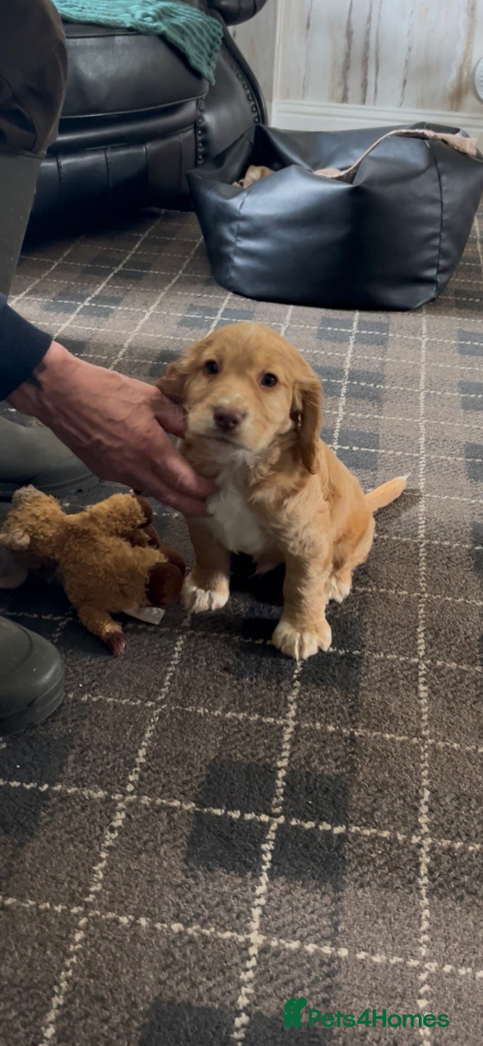 Cocker Spaniel dogs 4th GEN KC champion Working Cockers - Advert 3