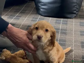 Cocker Spaniel dogs 4th GEN KC champion Working Cockers - Advert 3