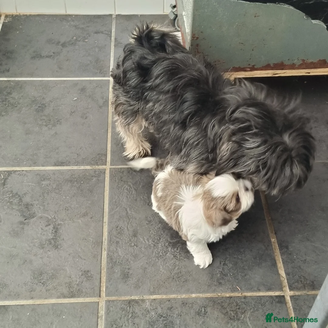 Shih Tzu dogs for sale: RKC registered stunning small baby boys - Advert 19