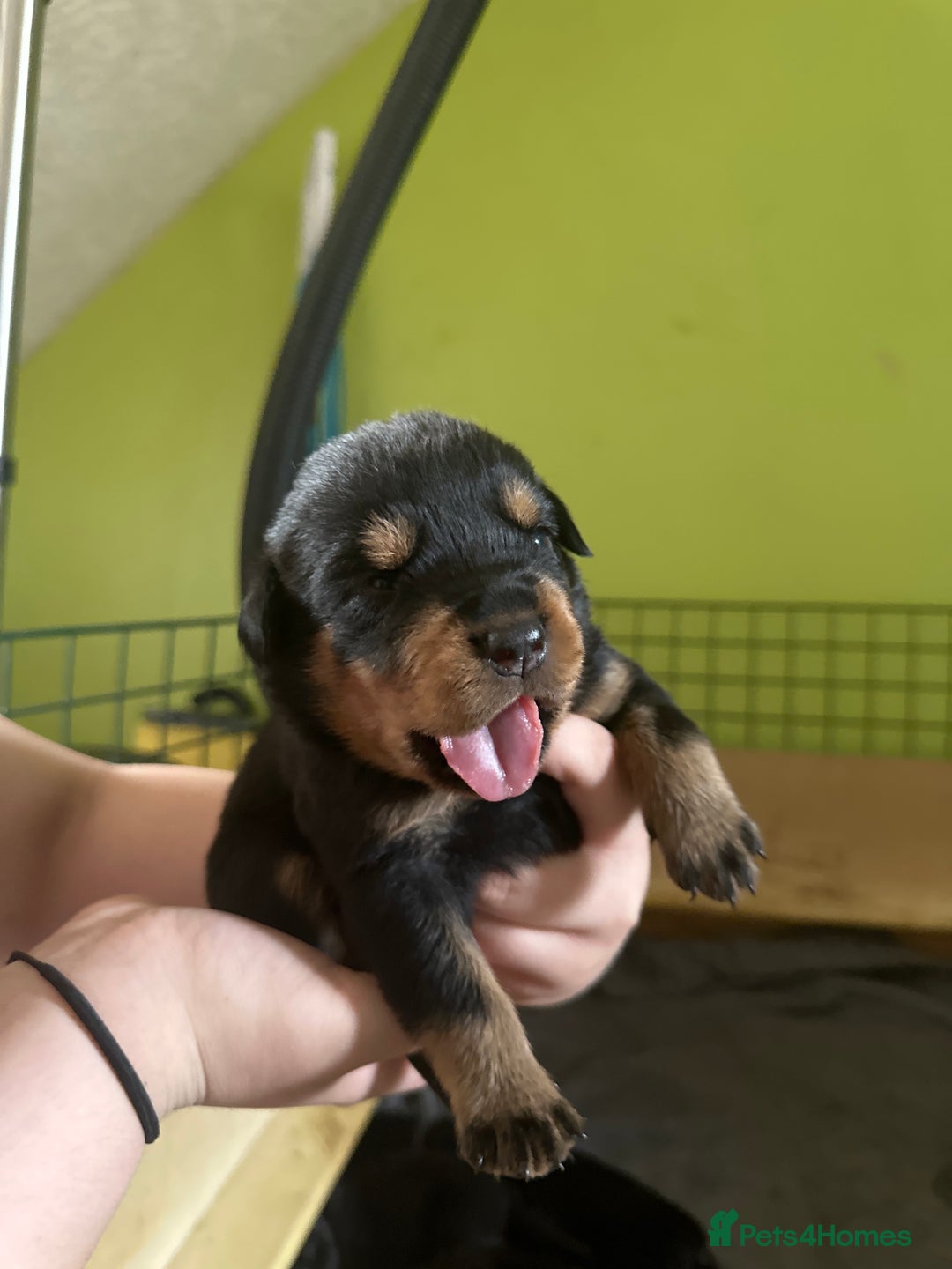 Rottweiler dogs for sale: CHUNKY PUREBREAD ROTTWEILERS  - Advert 15