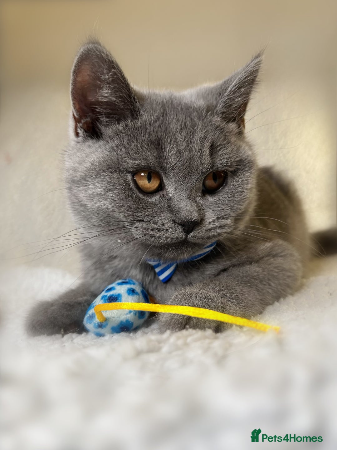 British Shorthair cats for sale: Adorable British Shorthair Kittens — READY TO GO! - Advert 18