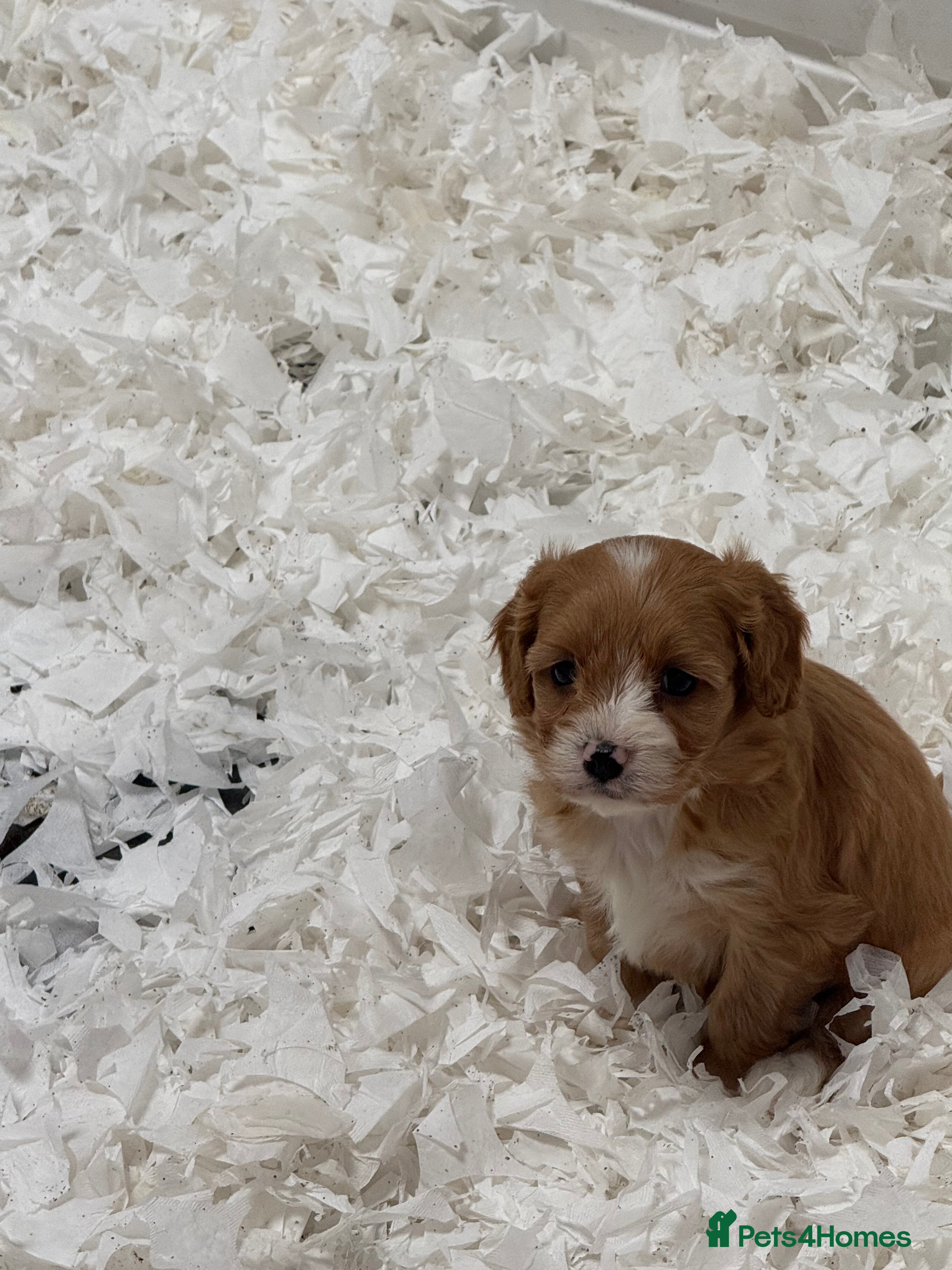 Cavapoo dogs Stunning F1 Cavapoos  - Advert 2
