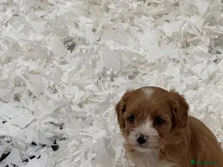 Cavapoo dogs Stunning F1 Cavapoos - Advert 2