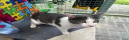Mixed Breed cats for sale: Lovely 6mth kitten - Advert 2