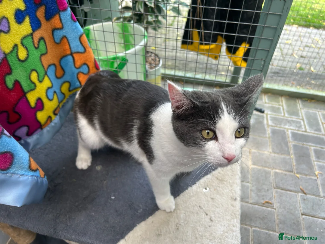 Mixed Breed cats for sale: Lovely 6mth kitten - Advert 2