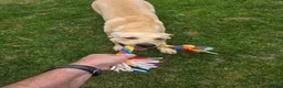 Labrador Retriever dogs for sale: CHARLIE in Hinckley - Advert 3