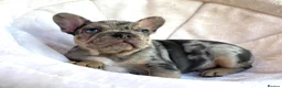 French Bulldog dogs for sale: TOP QUALITY FRENCH BULLDOG PUPPIES - Advert 25