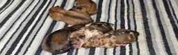 Mixed Breed dogs for sale: Outstanding Shibapoos 3 left  - Advert 6