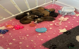 Boxer dogs for sale: Beautiful boxer puppies available  - Image 27