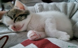 Domestic Shorthair cats for sale: 3 kittens looking for a loving home  - Image 1