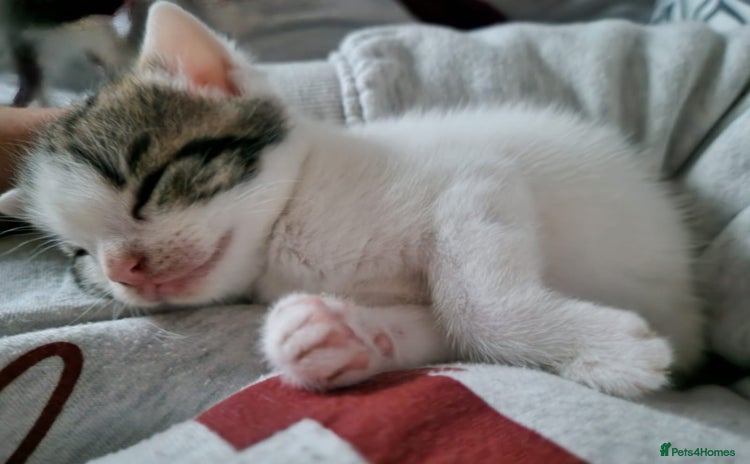 Domestic Shorthair cats - Advert 1