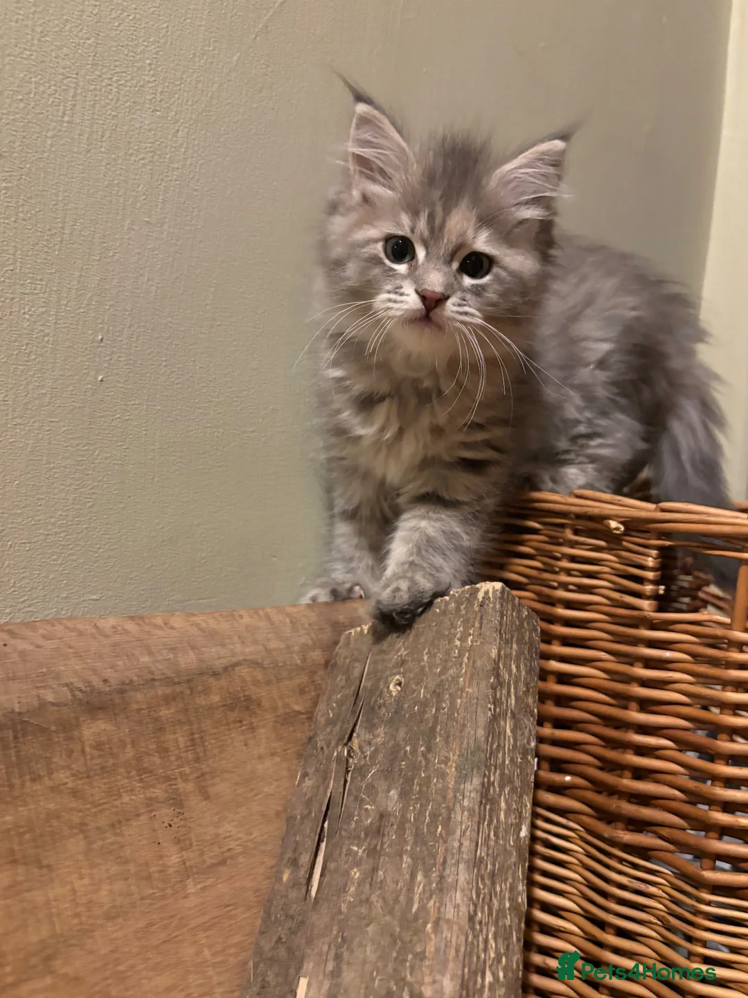 Maine Coon cats for sale: Stunning mainecoon cross kittens  - Advert 2