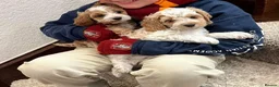 Cavapoo dogs for sale: Beautiful cavapoo puppies - Advert 1