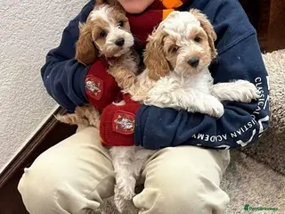 Cavapoo dogs Beautiful cavapoo puppies - Advert 1
