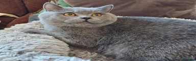 British Shorthair 1